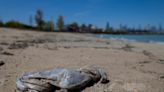 86% of Great Lakes litter is plastic, a 20-year study shows. And the plastic is ‘just getting smaller and smaller.’