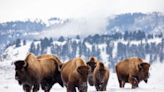 Why You Should Book a Winter Trip to Yellowstone National Park