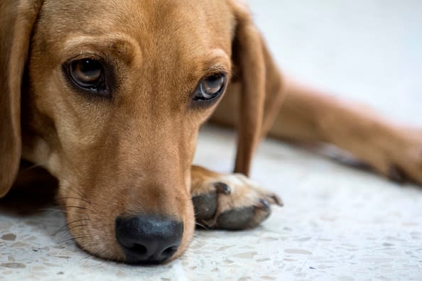 New York ranks as 7th riskiest state for pet illness