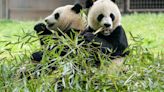 As Zoo Atlanta says goodbye, giant pandas will soon return to Washington's National Zoo to say hello