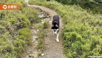 南湖大山哈士奇獵捕小山豬！太管處擬開罰飼主 | 蕃新聞