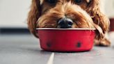 Dieta BARF para mascotas: Todo lo que necesitas saber