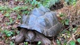 Seven dead giant tortoises found in National Trust woodland