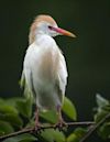 Cattle egret