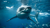 When is shark week? It’s already started. Here’s how to watch without cable