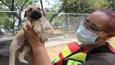 Ley de protección animal de la CDMX ofrecerá estímulos para quiénes tengan refugios y sean rescatistas de especies