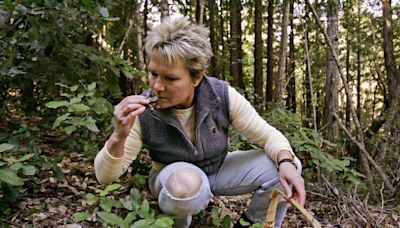 Warnings issued on morel mushroom consumption as foraging season arrives