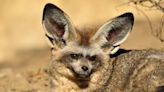 Cincinnati Zoo Announces Birth of Adorable Bat-Eared Fox