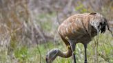 Sandhill crane numbers increase in Richland County and Ohio