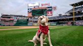 Service Dog Completes Honorary “First Fetch” For Nationals’ “Pups In The Park” Game