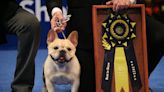 All Hail The US’s New Top Dog: The Frenchie