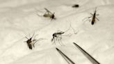 Una importante plaga de mosquitos amenaza a España: estos pueblos ya sufren las consecuencias