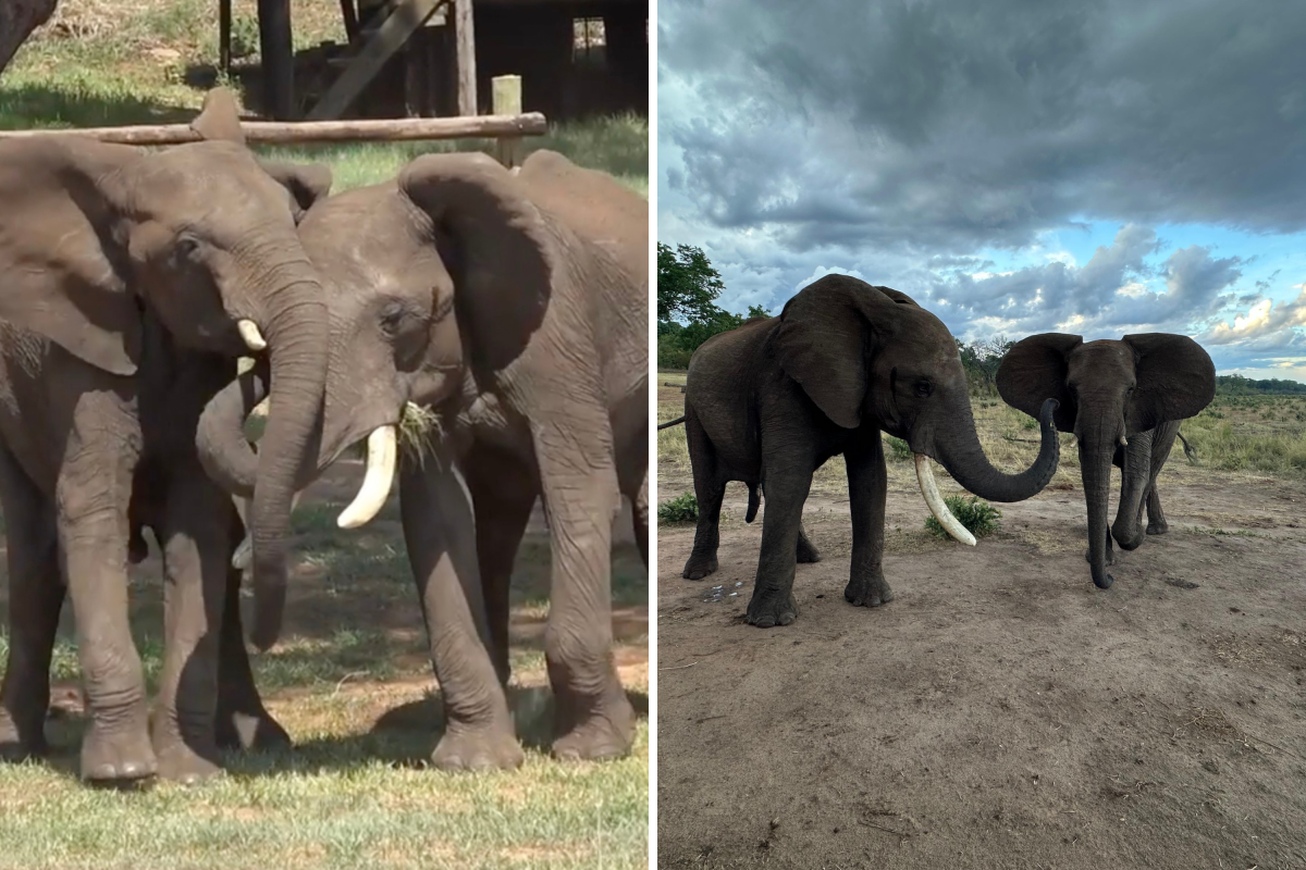 Elephants use feces to say hello