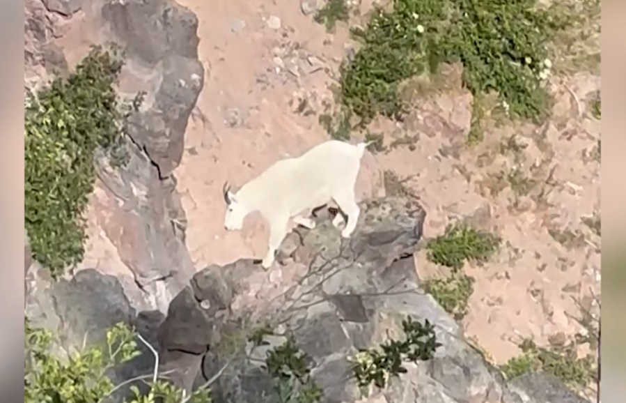 VIDEO: Rare Rocky Mountain goat sighting on Mount Hood