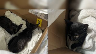 Rescue and Triumph, North Chicago Firefighters Save Kittens Dumped in Porta-Potty