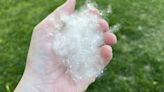 It’s cottonwood ‘snow’ season in Minnesota