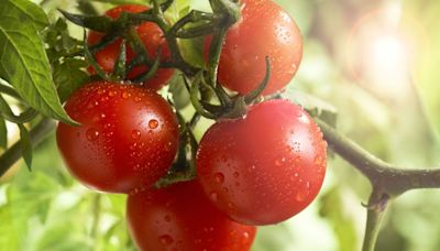 Tomatoes will ripen and turn red faster with 10p method Monty Don swears by