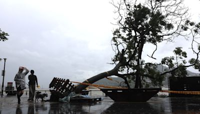 颱風凱米襲台 淡水老街樹木倒塌 (圖)