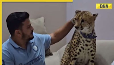 Viral video: Man trying to pet cheetah gets unexpected slap from wild cat, watch