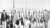 Sarasota History With Jeff LaHurd: Anglers, tourism, and the Silver King of local waters