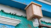 How to Make a Carpenter Bee Trap