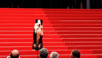 Messi le chien a volé la vedette sur les marches de Cannes