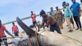 Andhra Fishermen Catch Two Endangered Whale Sharks; One Dies, Another Set Free - News18