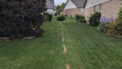 My neighbour got petty revenge after I made innocent mistake mowing his lawn