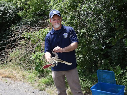 Snake experts offer advice on snake encounters, hunting rattlesnakes in Pa.