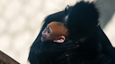 Memphis Zoo welcomes newborn baby monkey