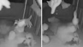 Naughty cat caught ‘breaking into the baby’s room’ to play with the mobile