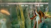Belle Isle Aquarium reveals new octopus to public — but needs help picking a name