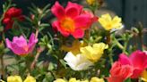 Count on these flowers to produce multitudes of blooms in your North Texas landscape