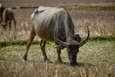 Water buffalo