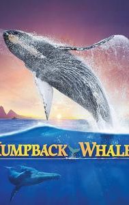 Humpback Whales