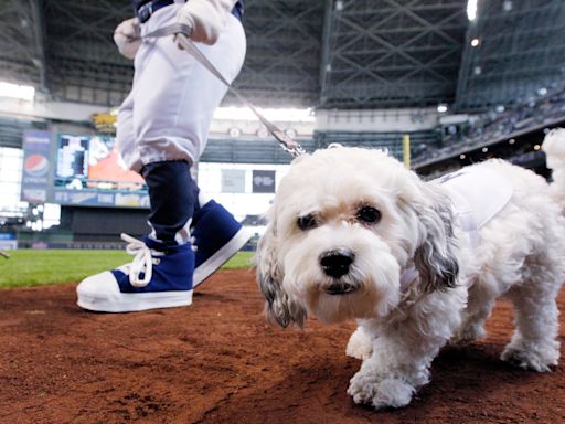 Hank, the Milwaukee Brewers' beloved ballpark pup, has died