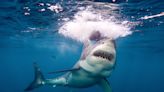 Watch Leaping, Flipping Shark Photobomb Surfer Riding the Waves