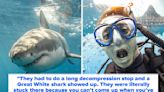 Shark Divers Are Revealing Their Wildest Underwater Adventures, And This Is Pure Entertainment