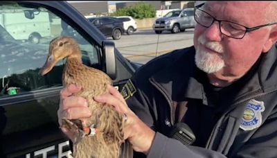 Westlake workers save 5 ducklings of previously rescued mom