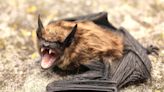 Bat out of hell: Bats ‘growl like death metal singers’