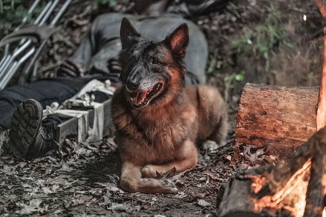 Norman Reedus, “The Walking Dead” cast pay loving tribute to Dog, after his death: 'Best TV buddy ever'