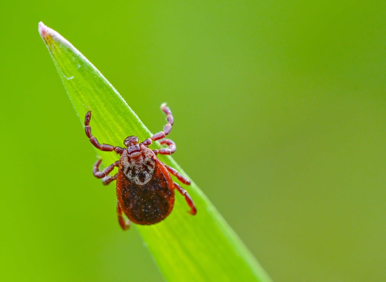Kansas ticks spread deadly diseases, KDHE post warning