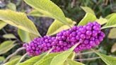 Beautyberry: What a beauty!