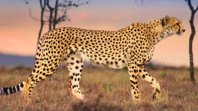 Man Among Cheetahs Streaming: Watch & Stream Online via Disney Plus