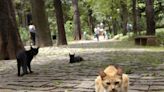 Giro 4 Patas: Parque Municipal de BH vai fechar mais cedo para vacinação de gatos | Notícias Sou BH