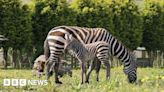 Rare zebra born at Leek wildlife park in 'UK first'