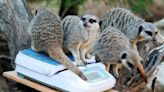 Some adorable meerkats have predicted 3 straight England World Cup wins