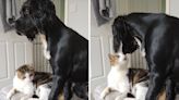 Cat debating whether bite dog finally lets "intrusive thoughts" win