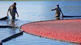 As harvest season begins, cranberry lovers flock to South Shore bogs