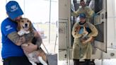 Dog breeder fined $35 million for animal cruelty as 4,000 beagles saved